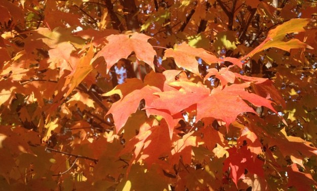 orange fall leaves