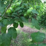 apple trees