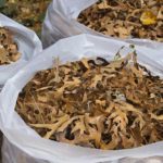 bagged leaves