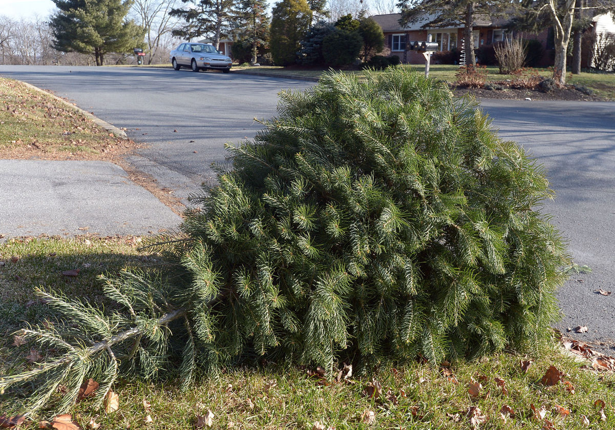 christmas tree on curb