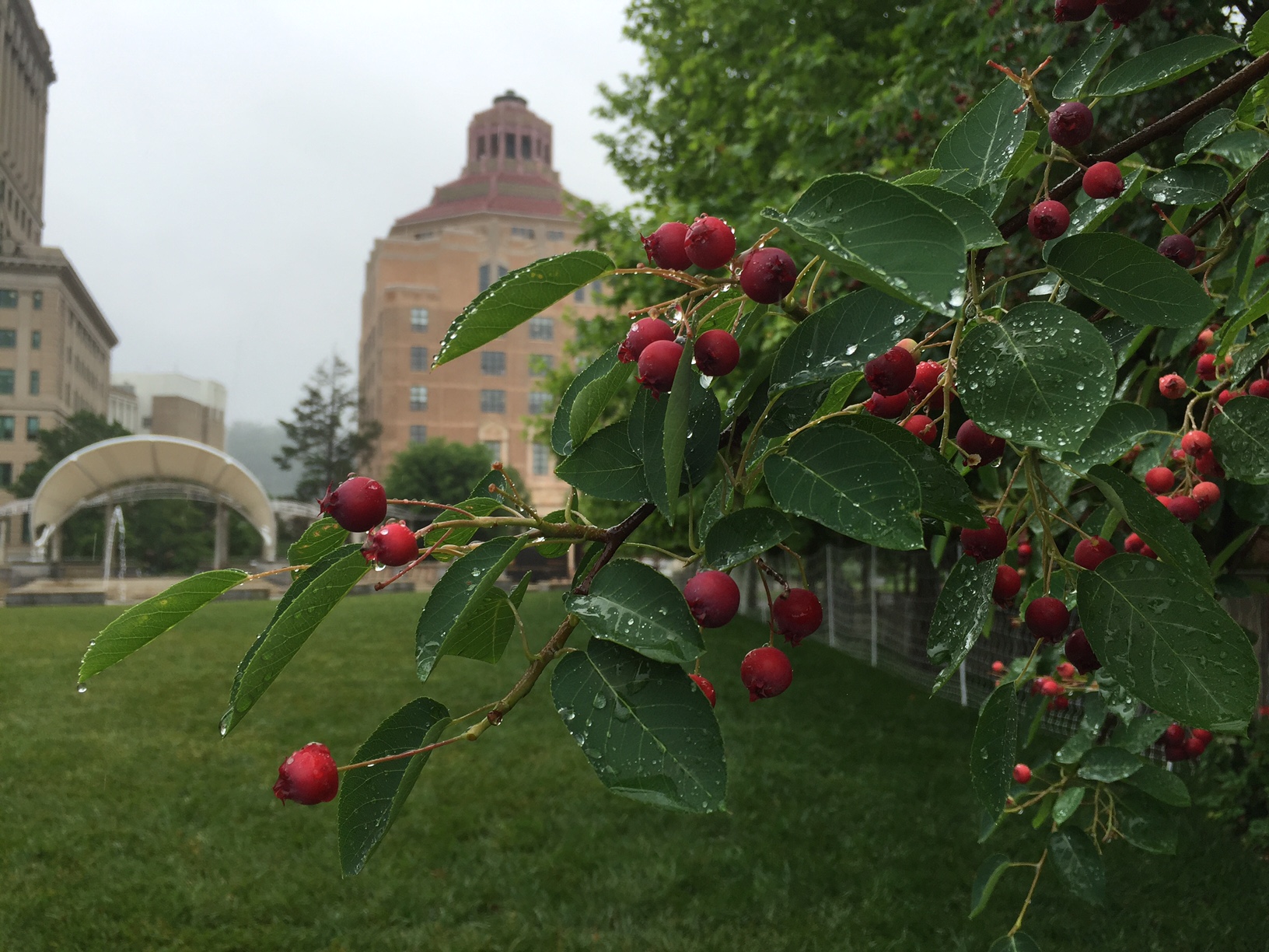 serviceberries tree photo with Asheville City Hall in the background