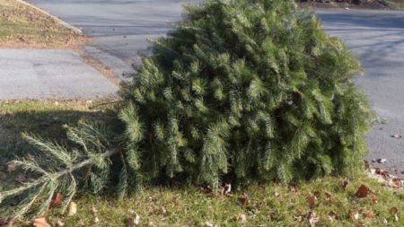 christmas tree on curb for pickup