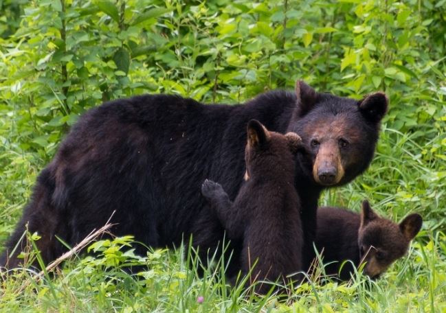 BearWise helps people live responsibly with bears