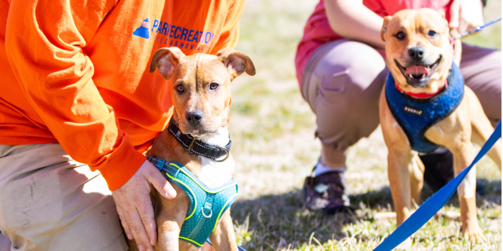 people holding two dogs on a grassy gield