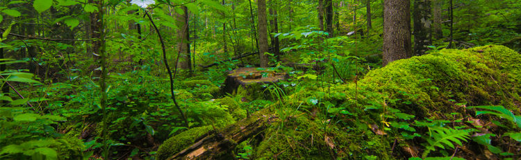 bushes and moss in the woods