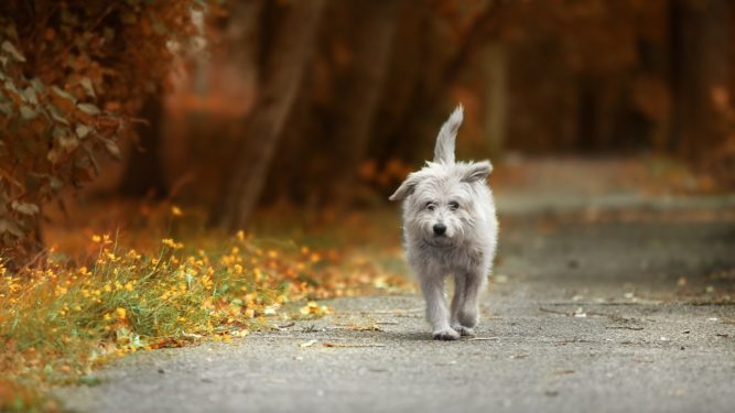 dog wandering outdoors