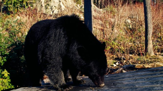 black bear looking for food