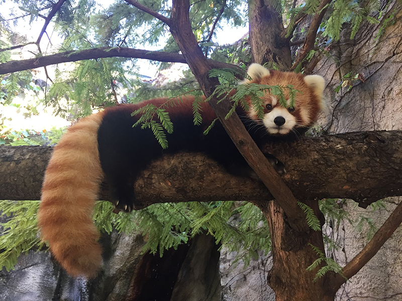 Wnc Nature Center Red Panda Exhibit To Open Feb 14 The City Of Asheville Wnc Nature Center Red Panda Exhibit To Open Feb 14 The City Of Asheville