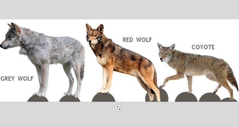 Wnc Nature Center Welcomes New Red Wolves The City Of Asheville