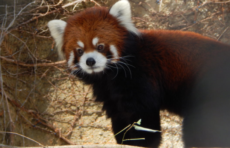 Red Panda photo