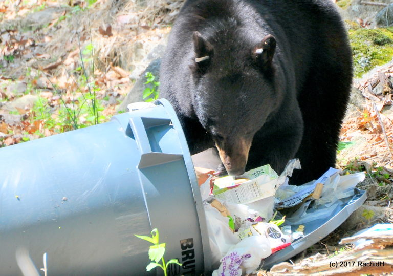 Image of bear eating out of trashcan