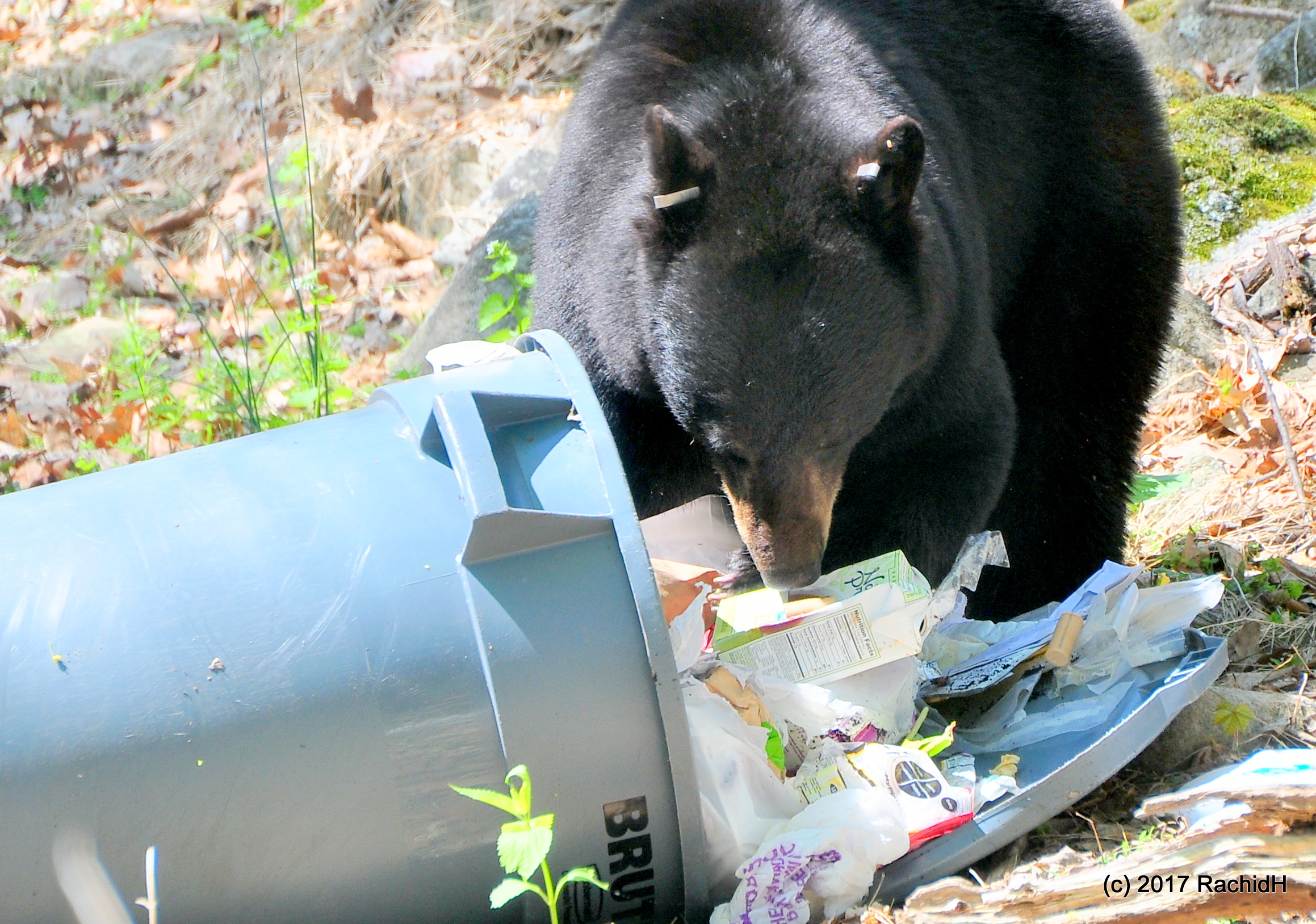 Image of bear eating out of trashcan