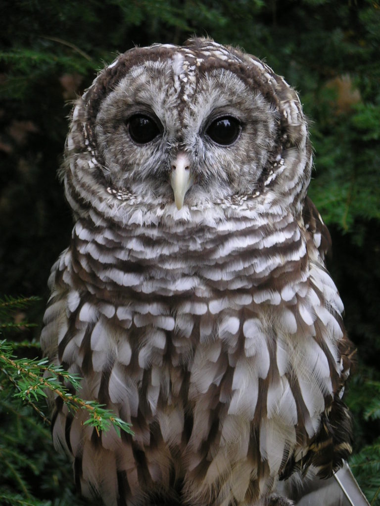 Artemis the owl