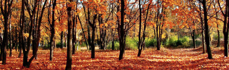 asheville fall time trees