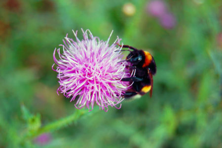 bumble bee on flower