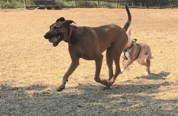 Image of dogs playing at park