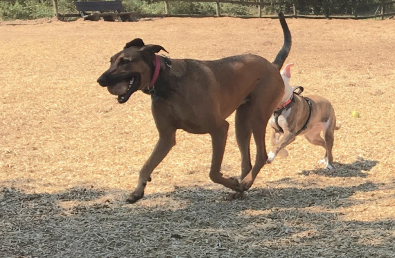 Image of dogs playing at park