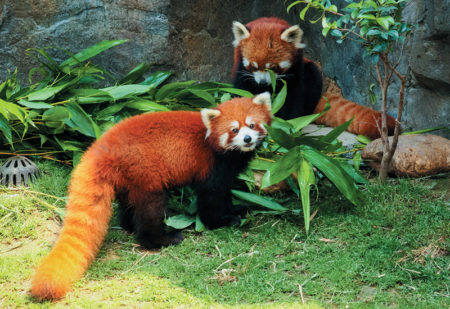 photo of 2 Red pandas