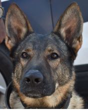 photo of Asheville Police K9 Officer Bolo