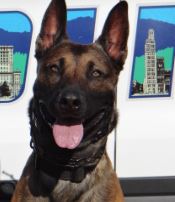 photo of Asheville Police K9 Officer Django