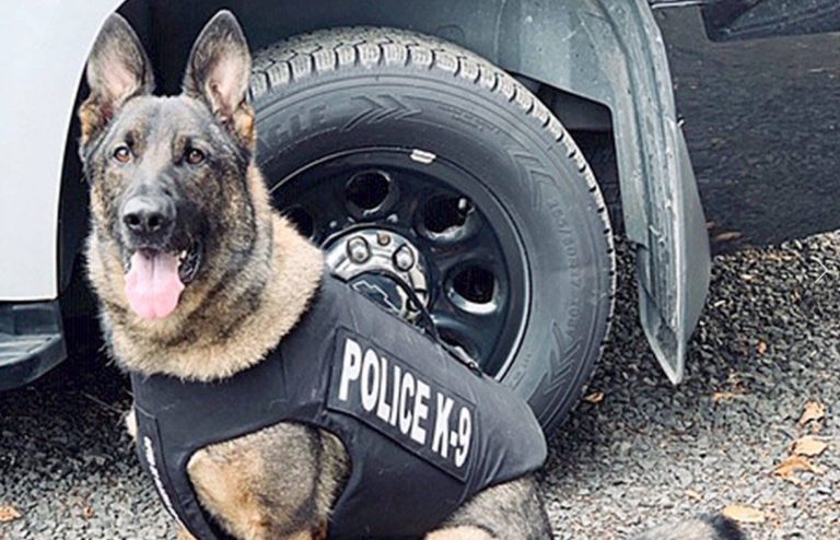 Police dog with vest