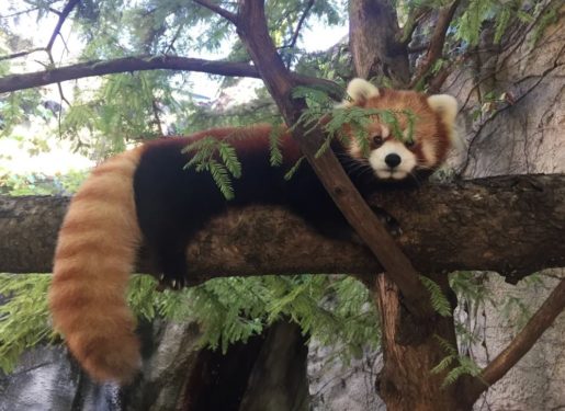 photo of Leafa the Red Panda in a tree