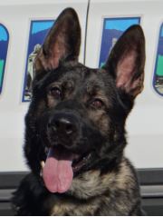 photo of Asheville Police K9 Officer Macho