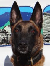 photo of Asheville Police K9 Officer Xander