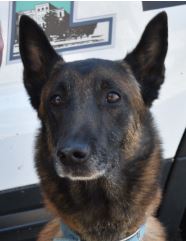 Photo of Asheville Police K9 Officer Yago