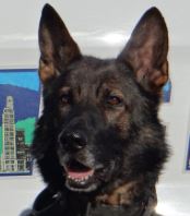 phot of Asheville Police K9 Officer Boss