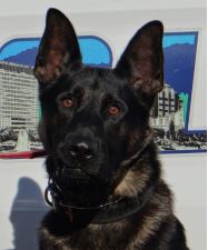 photo of Asheville Police K9 Officer Rambo