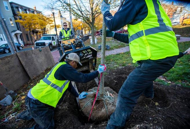 Photo of workers planting a tree