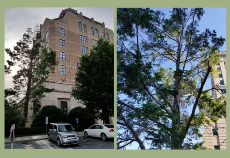 Photo of hemlock beside City Hall