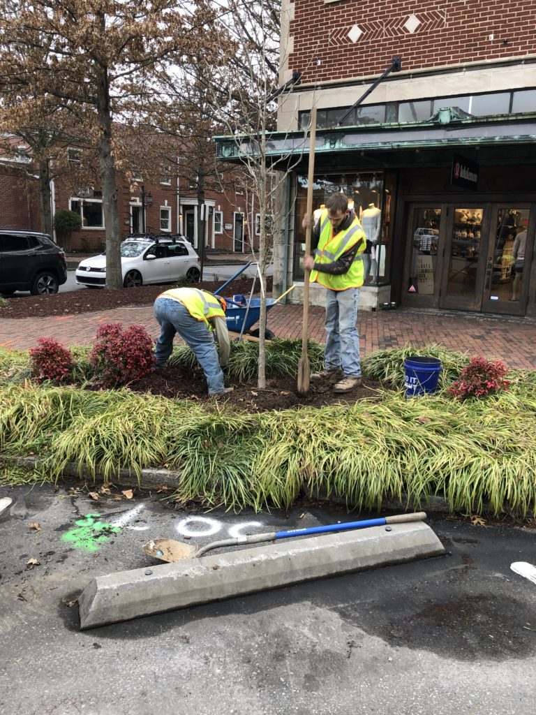 Crews plant a new tree on Kitchen Place.