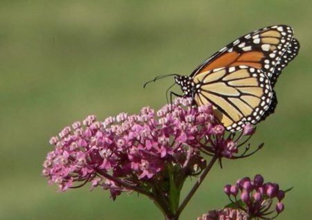 butterfly on milkweed