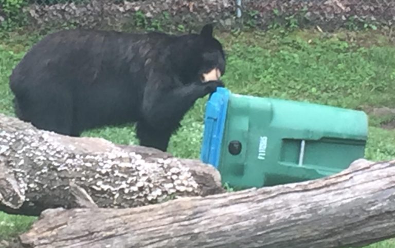 bear and trashcan photo