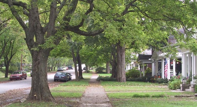 trees and houses