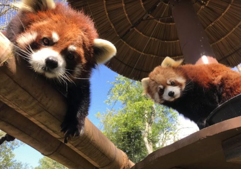 Red pandas