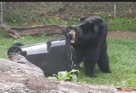 bear bites trash cart