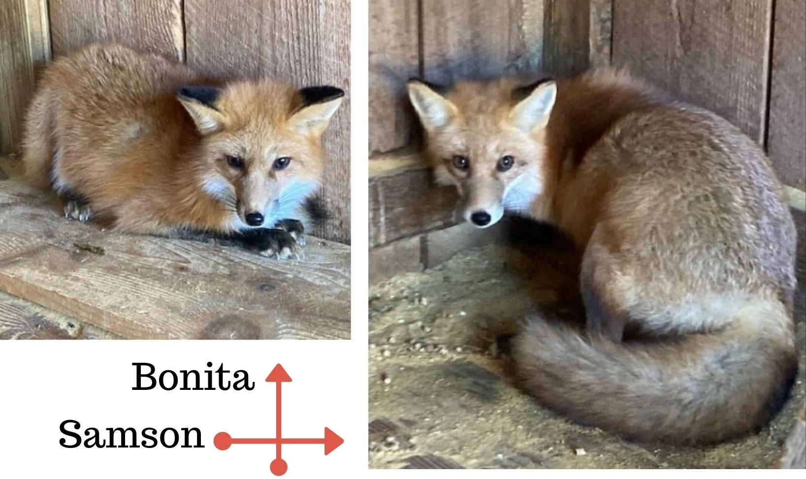 WNC Nature Center to new red foxes The City of Asheville