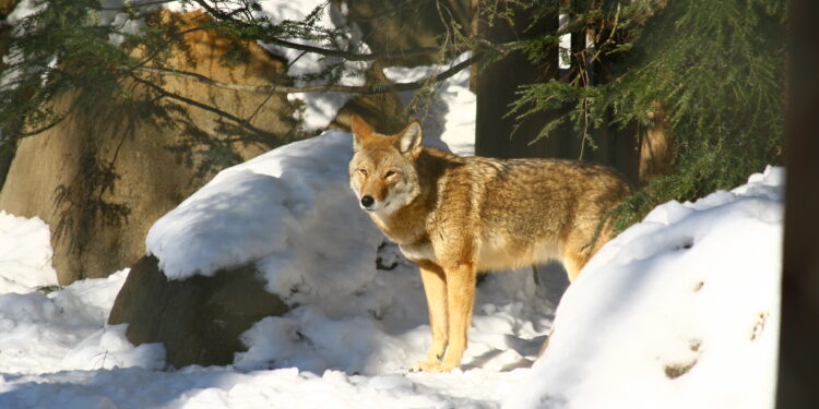 Barney Coyote