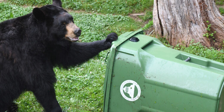 Bear with trash cart