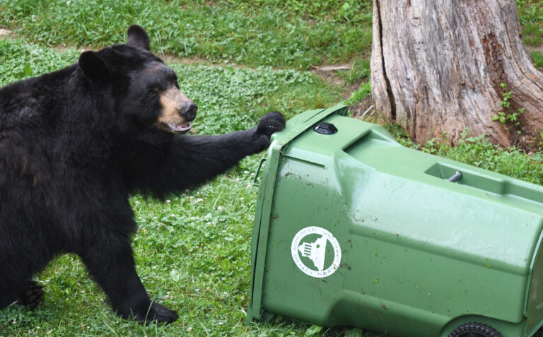Bear with trash cart