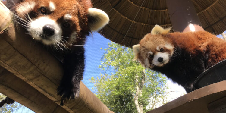 Asheville red pandas
