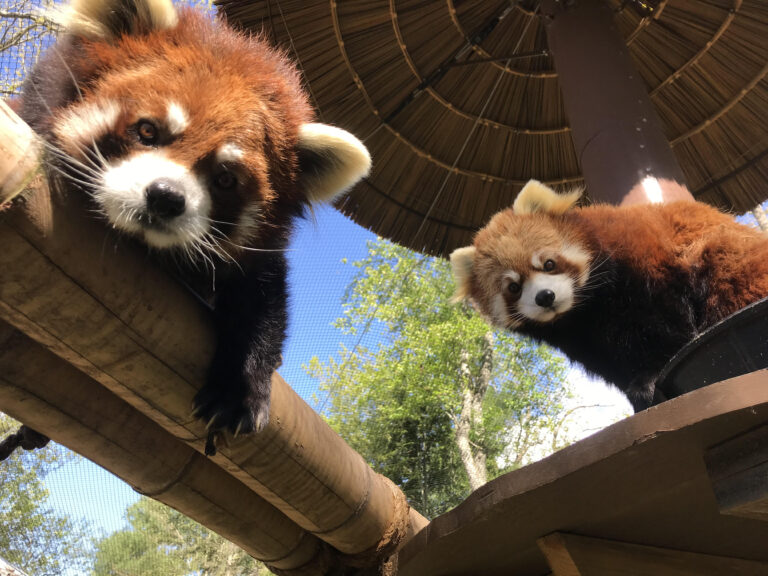 Asheville red pandas