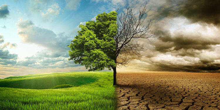 image of green healthy tree merging into dying dry tree