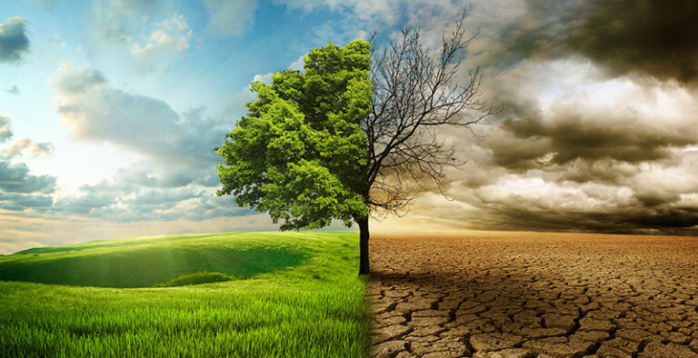 image of green healthy tree merging into dying dry tree