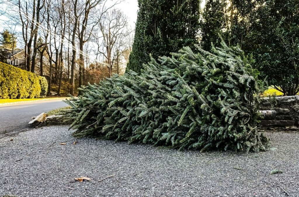 City of Asheville offers guidance for Christmas tree, lights disposal