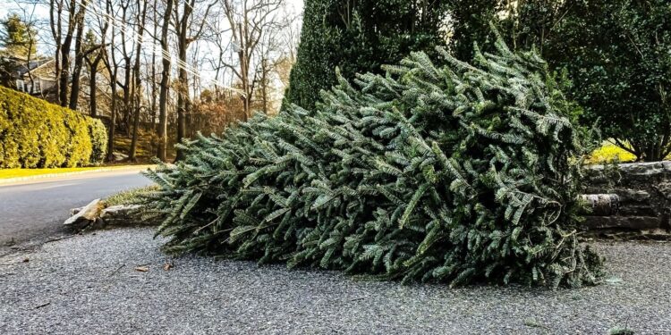 Christmas tree disposal