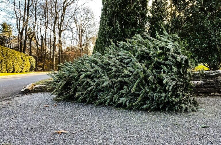 Christmas tree disposal